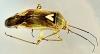 Lygus sp.